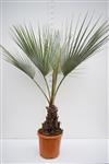 palmboom kopen